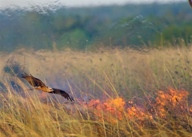 Un milan noir survolant un feu de brousse.