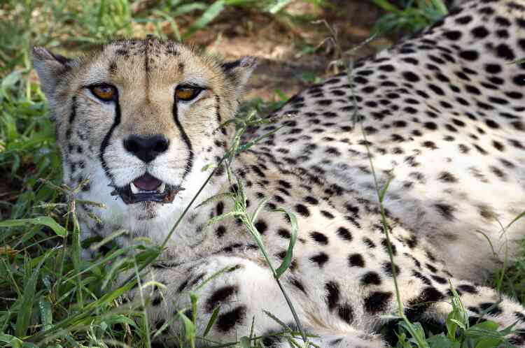 Un guépard se repose au Cheetah Conservation Fund (CCF), en Namibie.