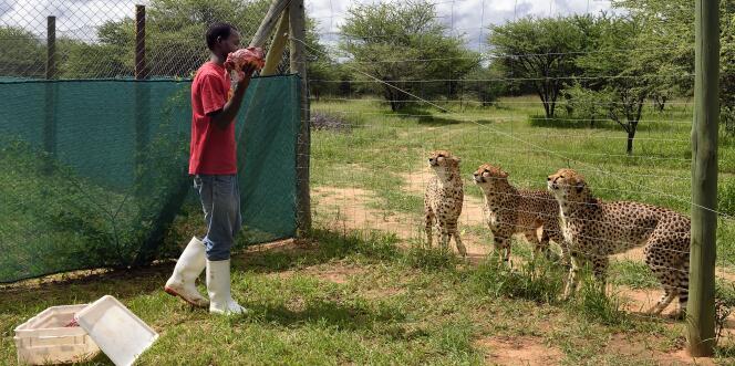 Un soigneur nourrit les guépards pensionnaires du Cheetah Conservation Fund, à Otjiwarongo, en Namibie.