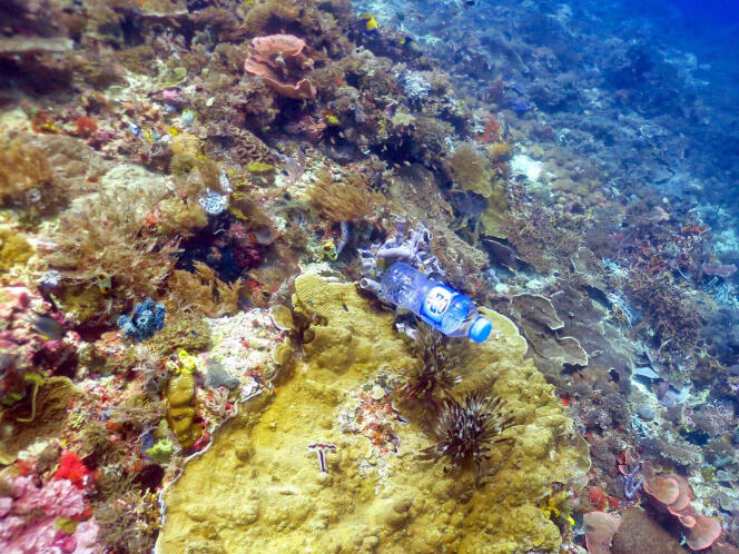 Quelque 11 milliards de débris plastiques jonchent les récifs coralliens dans la zone Asie-Pacifique. Leur nombre pourrait croître de 40 % d’ici à 2025.