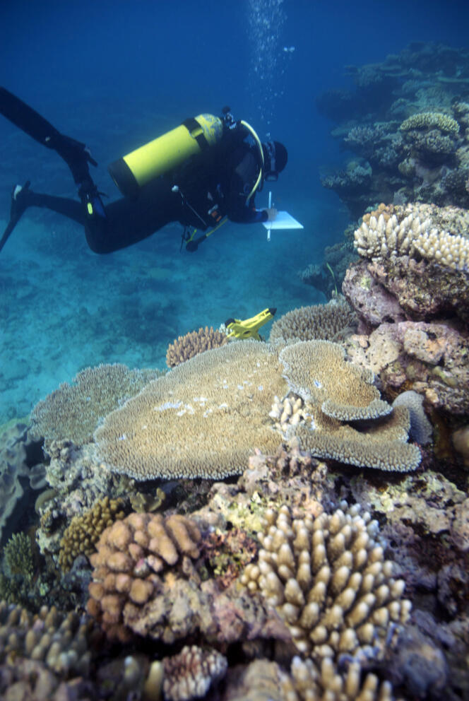 Joleah Lamb, première auteure de l’étude, inspectant la Grande Barrière de corail.
