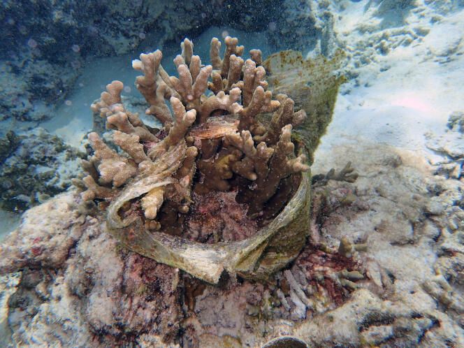 Des coraux « étouffés » par du plastique.