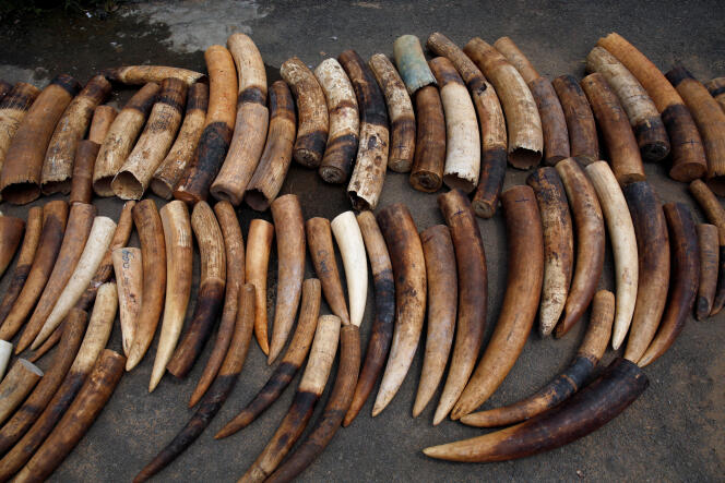 Le braconnage aurait coûté la vie à 110 000 éléphants lors de la décennie écoulée, des organisations criminelles transnationales ayant pris en main le trafic d’ivoire.