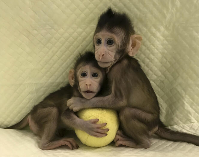 Zhong Zhong et Hua Hua (à moins que ce ne soit le contraire), les deux premiers primates clonés selon la technique employée pour la brebis Dolly.