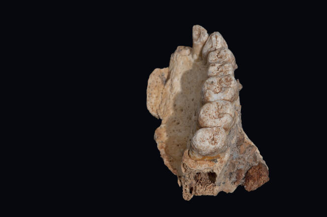 Le fossile Misliya-1 est constitué d’un maxillaire gauche.