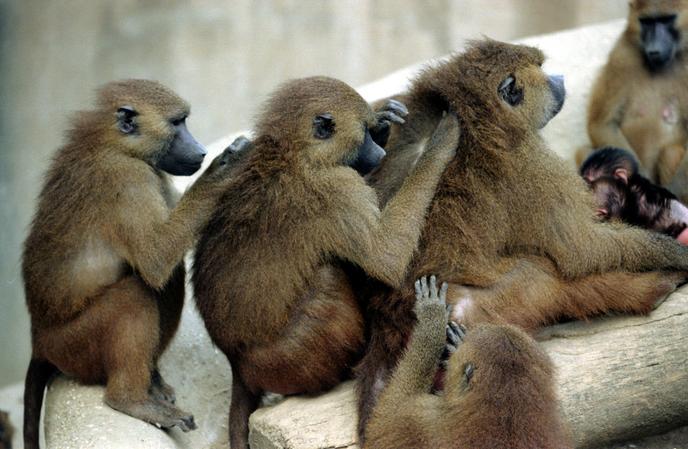 Le Zoo De Vincennes Rouvre Ses Portes