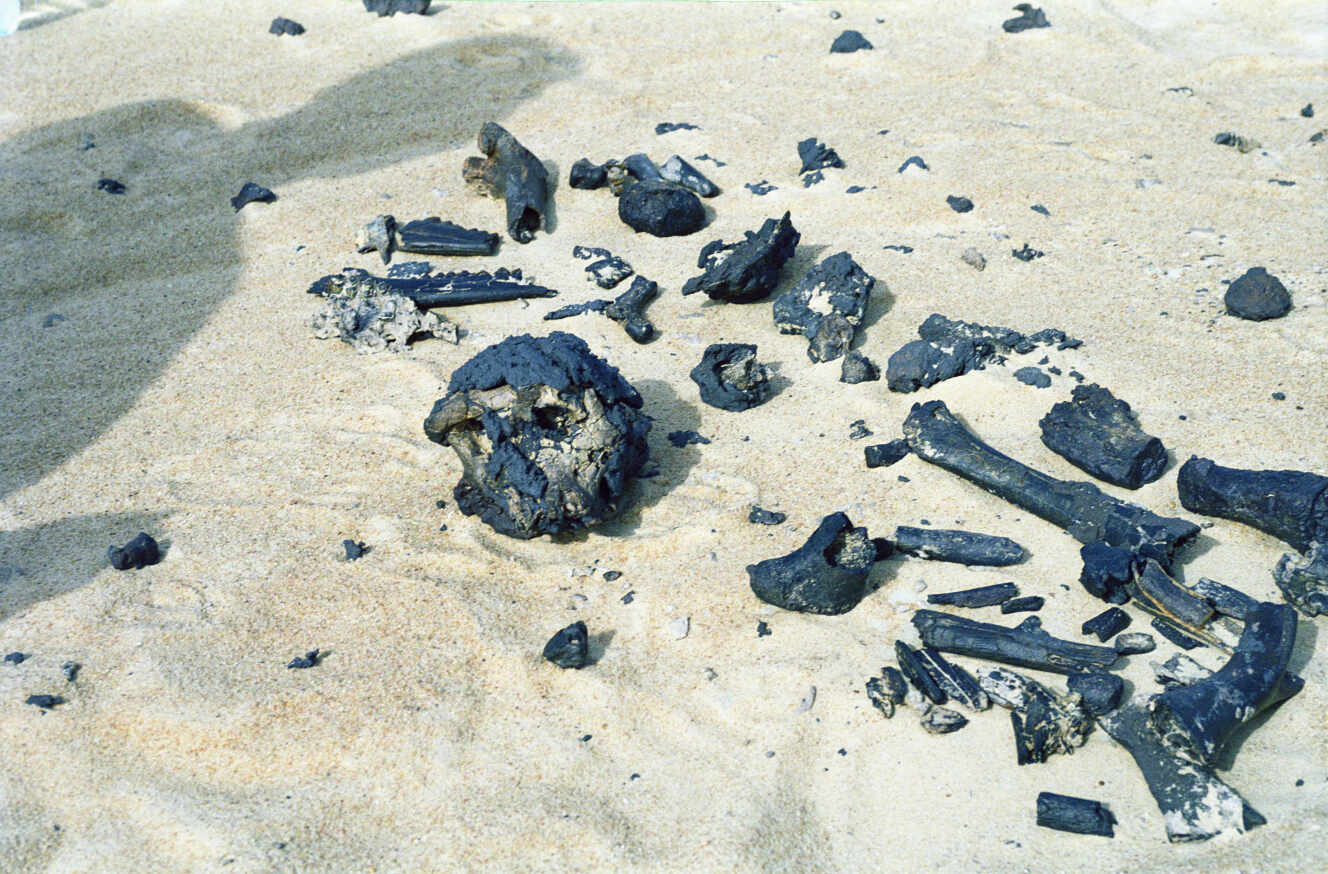 Les ossements de Toumaï, découverts, en 2001, au Tchad. A gauche, le crâne. A droite, le fémur au cœur de la polémique.