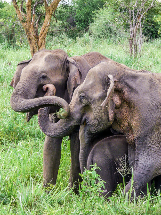 Apeurés par le son des abeilles, deux éléphants du Sri Lanka se touchent la trompe.