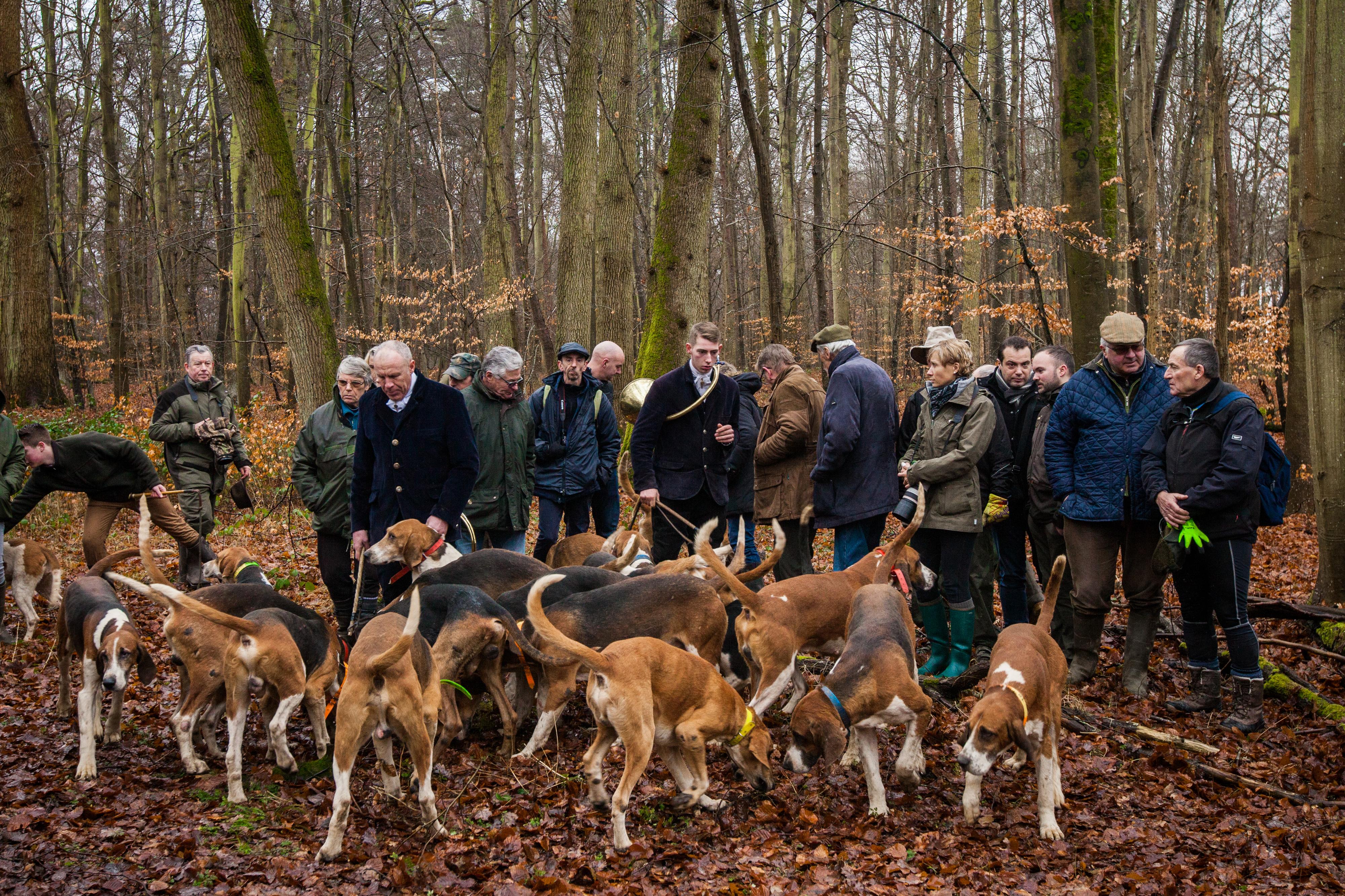 Chasse à Courre En Forêt De Compiègne – Équipage Du Marquis De L'Aigle – 60 Photos