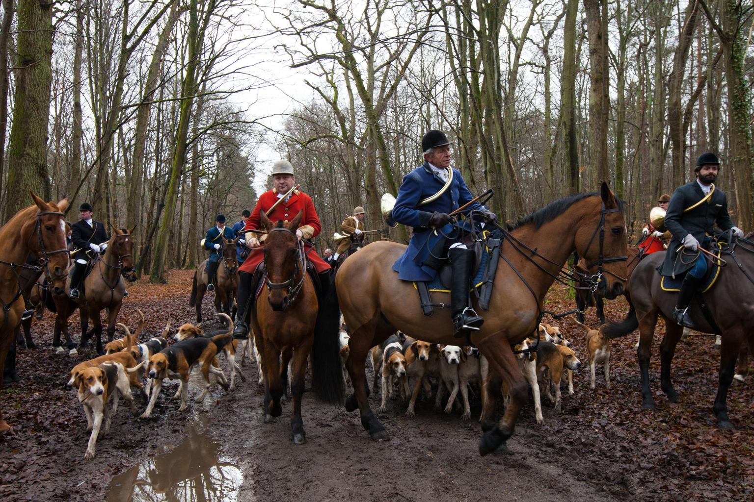Chasse à courre : un cerf tué et deux personnes blessées