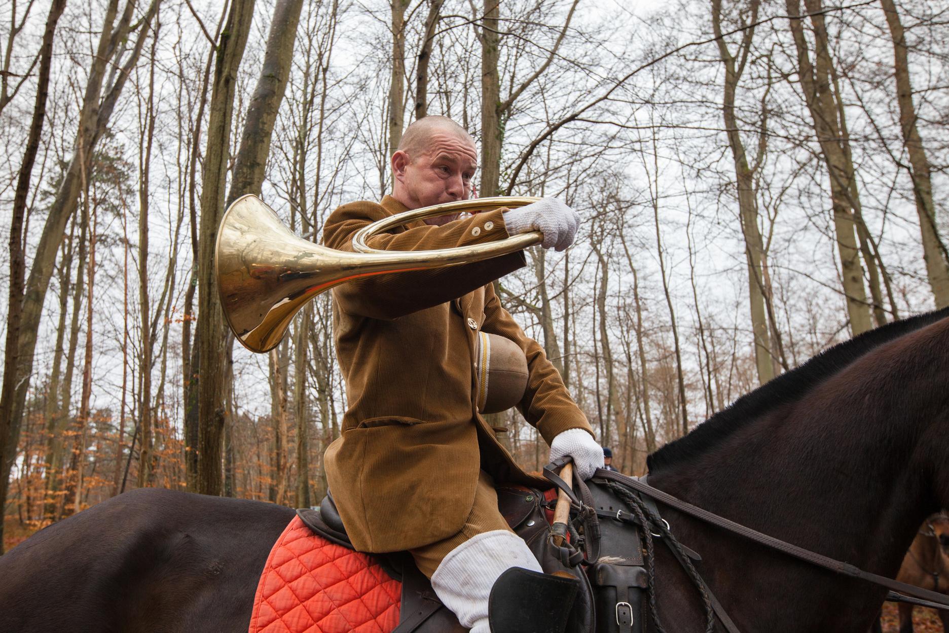 Chasse à courre : un cerf se réfugie dans un chantier à Compiègne