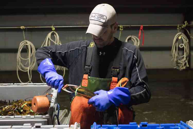 Sean Eason, 38 ans, place des élastiques autour des homards, qui sont triés par poids, dans l’usine d’Eliot (Maine), avant d’être expédiés à travers la planète.