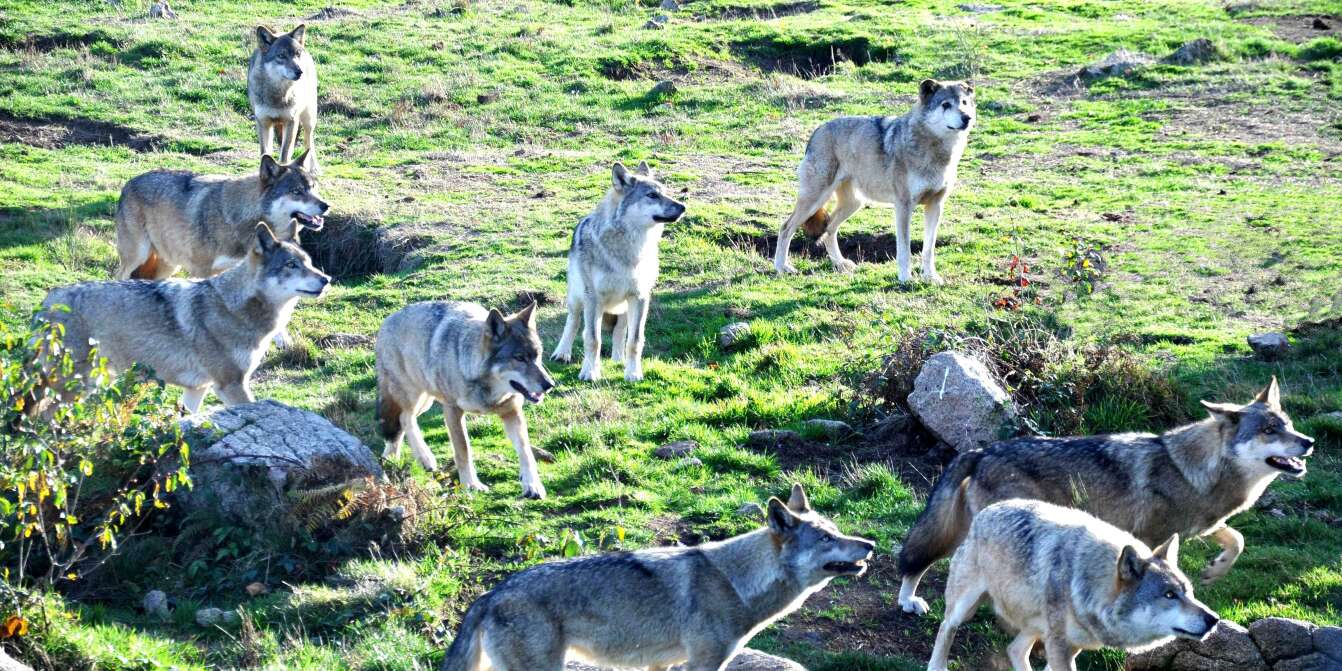 Le loup fait son retour en Ile-de-France