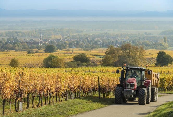 Un viticulteur sur son tracteur près du village d’Heiligenstein, en Alsace, le 18 octobre 2017.