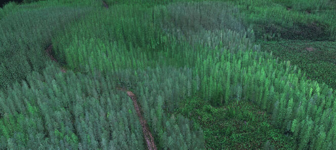 Image lidar de la forêt finlandaise.