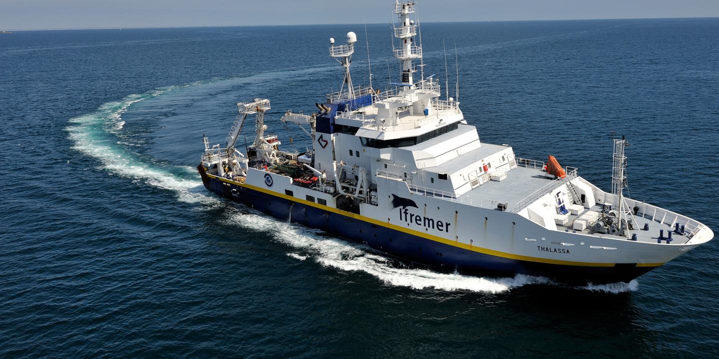 Les Poissons Pelagiques De La Manche Migrent Vers La Mer Du Nord