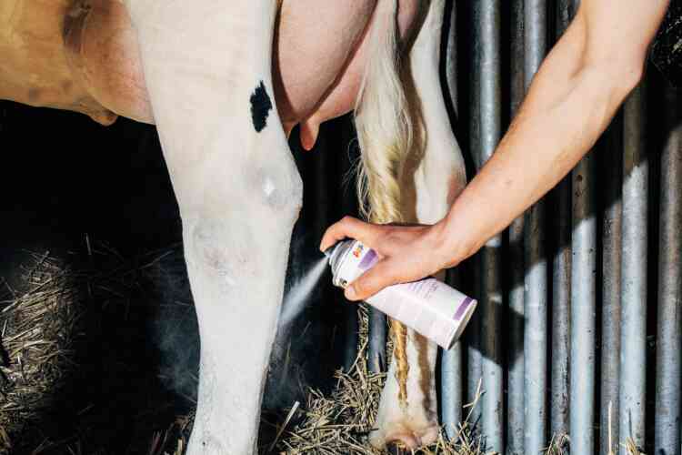 Un éleveur camoufle les blessures de sa vache avec de la peinture pour voiture, afin de faire monter les enchères, lors d’une vente à Krefeld, en 2016.