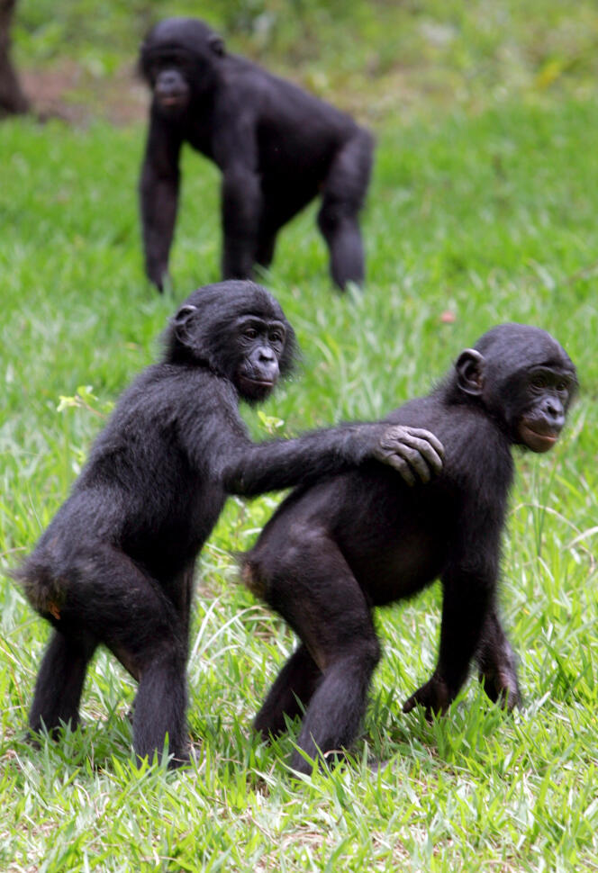 Singes Bonobos, dans le sanctuaire de Mont-Ngafula, au sud de Kinshasa (République Démocratique du Congo), en 2006.