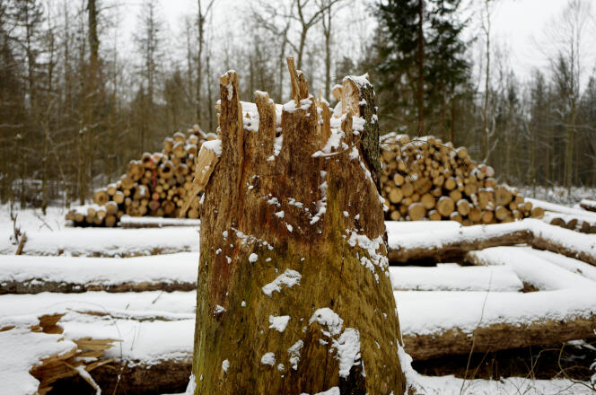Dans la forêt de Bialowieza (Pologne), le 15 février.