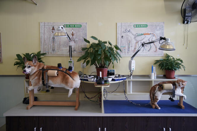 Dans un centre de médecine traditionnelle chinoise destiné aux animaux, à Shanghaï (Chine), en août  2017.