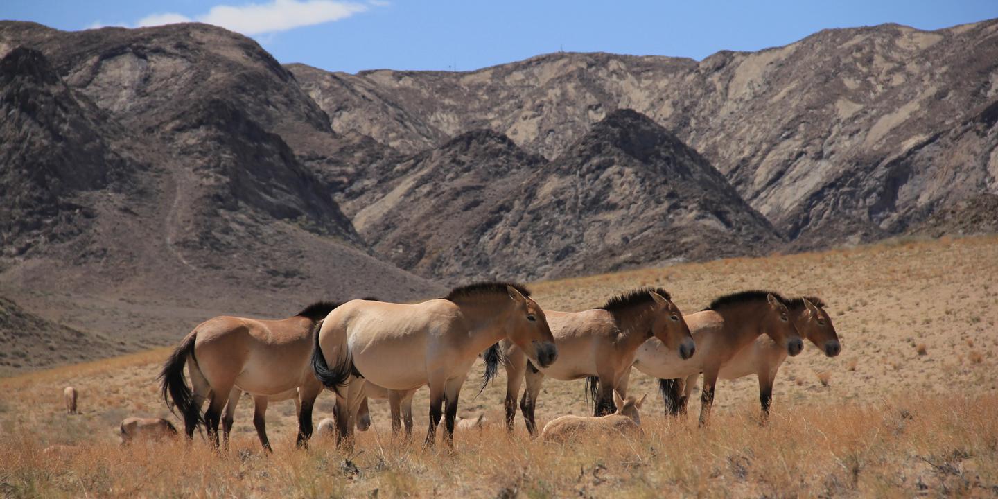 Il N Y A Plus De Chevaux Sauvages Sur Terre