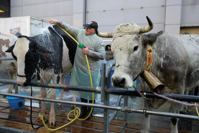 Des vaches laitières Prim'Holstein du Salon de l’agriculture 2018 à Paris, le 23 février 2018.