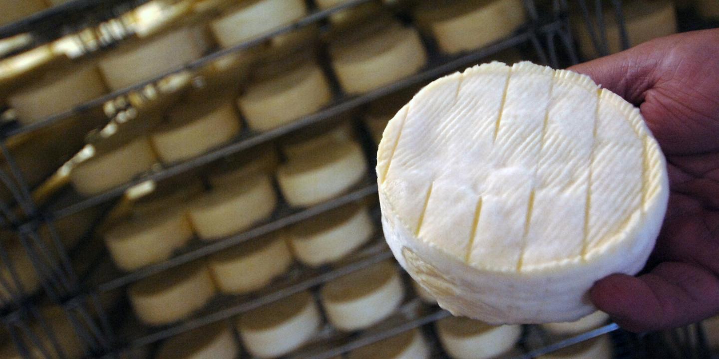 Le Camembert De Normandie Va T Il Etre Assassine