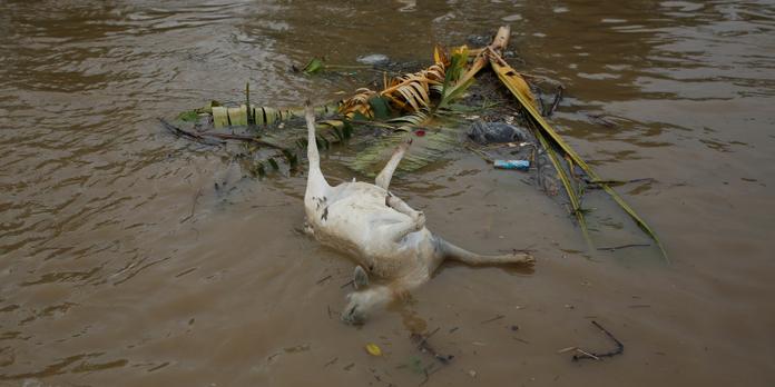 Lindonésie Veut Rendre Potable Le Fleuve Le Plus Pollué Du Monde