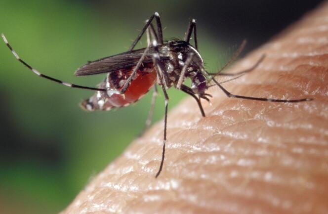 Le moustique, transmetteur de la dengue.