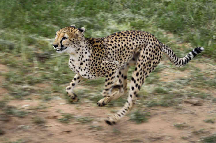 Avec des pointes de vitesse à plus de 110km/h, le félin est le mammifère terrestre le plus rapide du monde.