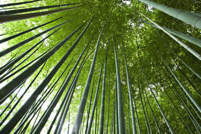 Certains bambous géants peuvent atteindre 20 mètres de haut.