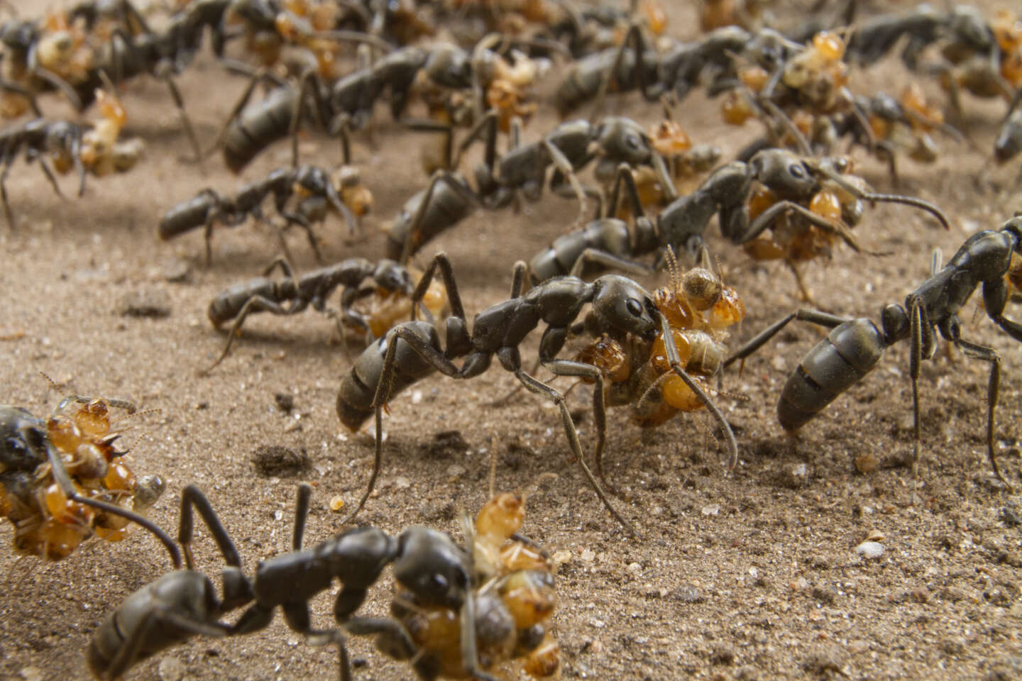 Les fourmis, redoutables stratèges militaires