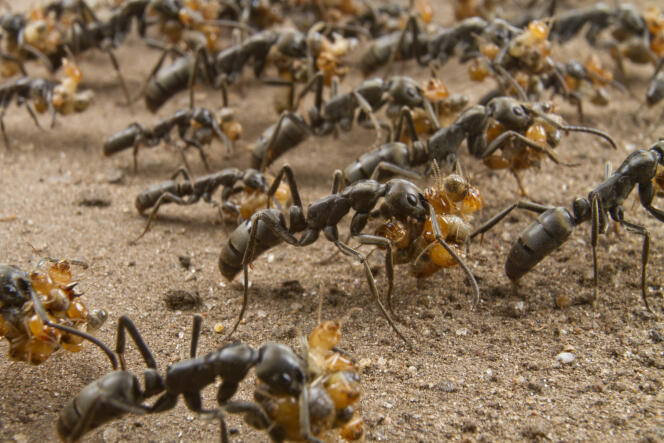 Des fourmis « Megaponera analis » reviennent d’un raid sur un nid de termites. Elles peuvent ramener jusqu’à six proies chacune.