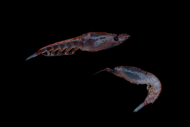 Le krill de l’Antarctique (Euphausia superba) constitue une espèce clé dans le réseau  alimentaire des poissons, baleines, phoques, manchots, oiseaux de mer, de cet océan.
