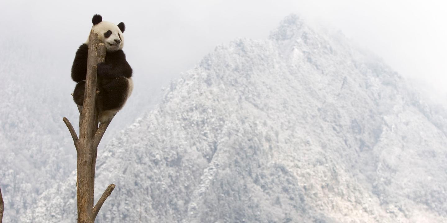 Face Au Choc Climatique La Biodiversite Menacee D Extinctions Massives