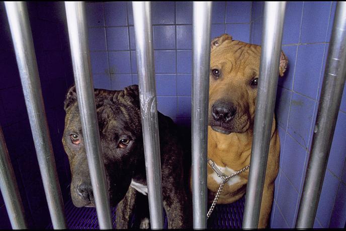 Aux Pays Bas La Justice Ce Nest Pas Encore Pour Les Chiens