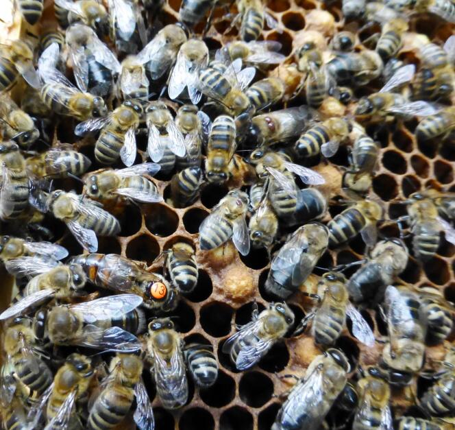 Dans la ruche, une reine (point orange) entourée d’ouvrières et d’un faux-bourdon (en dessous d’elle, avec de gros yeux).