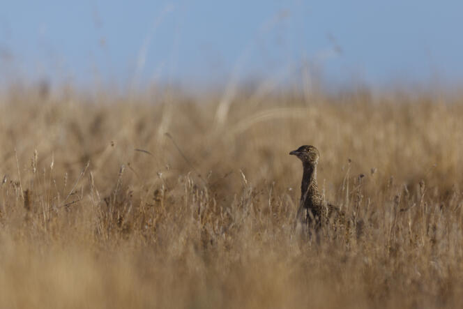 Une outarde canepetière, l’un des oiseaux des champs les plus menacés de disparition en France.