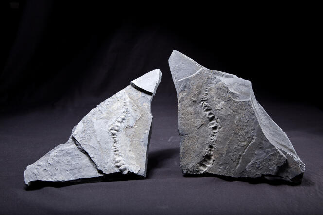 Abderrazak El Albani a découvert ces plaques d’argile portant la trace d’organismes multicellulaires fossiles près de Franceville, au Gabon.