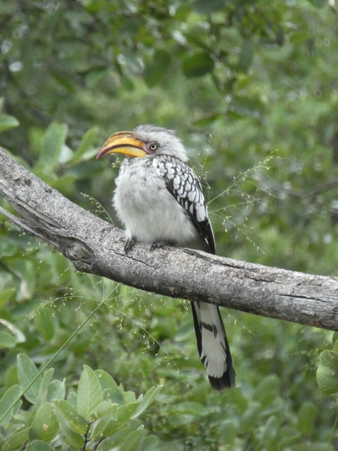 Un flying banana, surnom local du calao à (gros) bec jaune, l’un des oiseaux les plus communs au Botswana.