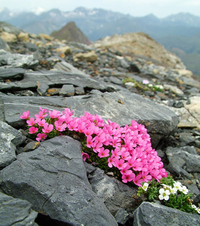 L’androsace ciliée (Androsace ciliata, en rose) et le cresson des chamois (Hutchinsia alpina, en blanc), deux plantes typiques des parois rocheuses, au sommet de la Punta Suelza (2 972 mètres), dans les Pyrénées.