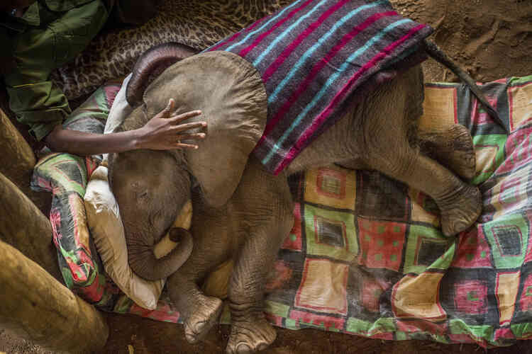 Un bébé éléphant sauvé au Reteti Elephant Sanctuary, au nord du Kenya, le 29 septembre 2016.
