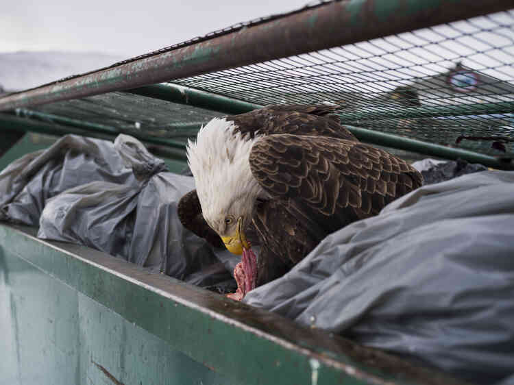 Un aigle se régale de chutes de viande dans les poubelles d’un supermarché à Dutch Harbor, Alaska, le 14 février 2017.
