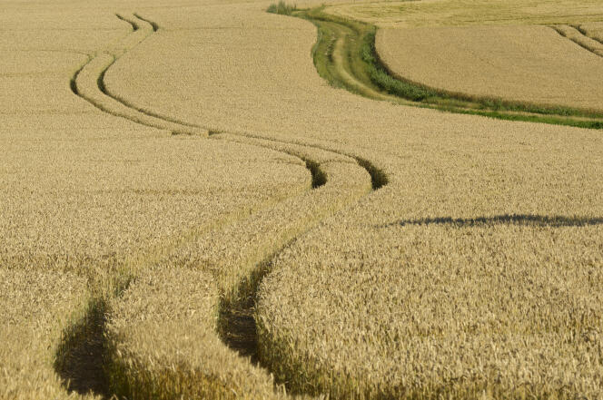 En France, en 2014, les SDHI étaient utilisés sur près de 70 % des surfaces de blé tendre et 80 % des surfaces d’orge d’hiver.