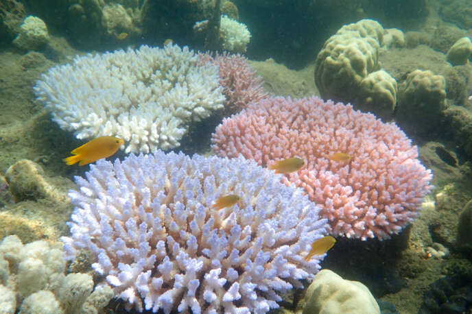 Dans la Grande Barrière de corail, en 2017.