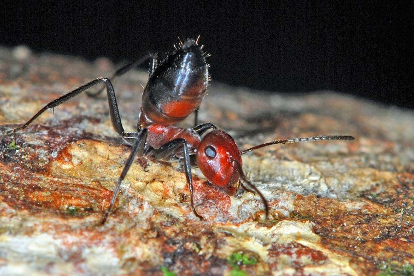 Le sacrifice suprême de la fourmi explosive