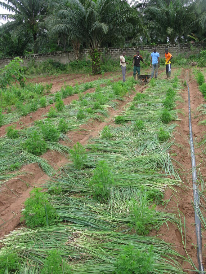 Paillage d’un champ d’« Artemisia annua » dans une ferme agroécologique de La Providence, au Bénin.