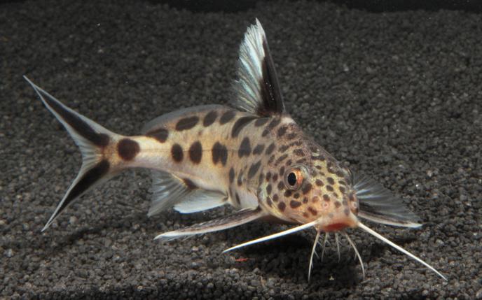 Un Poisson Coucou Dans Le Lac Tanganyika