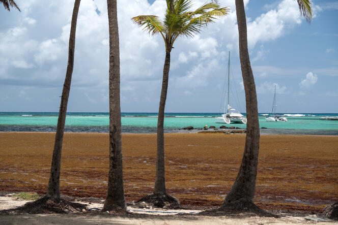 Algues brunes toxiques sur la plage de Saint-François (Guadeloupe), le 27 mars.