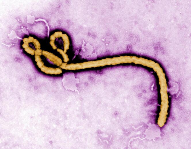 La souche « Zaïre » du virus Ebola.